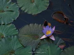 -云溪植物园