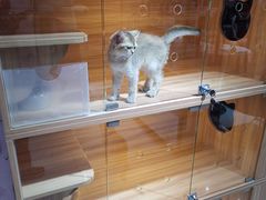 -喵百万·布偶·蓝金金渐层英短·猫舍(百子湾店)