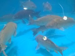 -麦德龙(郑东店)