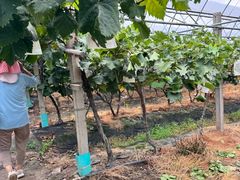 -马陆小张葡萄园农家乐