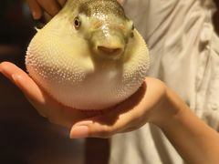 -肆月河豚·淮扬菜·湘菜(华天店)