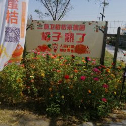 -前小桔亲子创意农场·草莓采摘·露营烧烤