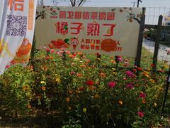 -前小桔亲子创意农场·草莓采摘·露营烧烤