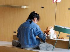 -飞行喵MR PILOT|猫舍·猫咖(静安大融城店)