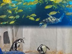 -太平洋海底世界