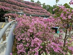 -深圳仙湖植物园