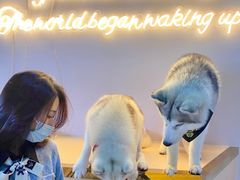 -Husky Go! 哈士奇体验馆·宠物咖啡厅狗咖