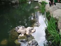 -九龙公园