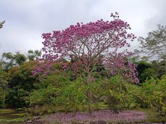 -中国科学院西双版纳热带植物园