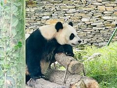 -卧龙中华大熊猫苑神树坪基地