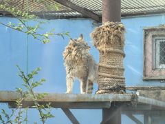 -青藏高原野生动物园