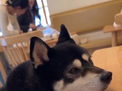 -柴の食堂·日式家庭料理·熊之肆(大学路店)