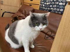 -MOCHA明星猫咖(田子坊店)