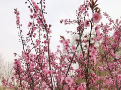 -石家庄市植物园