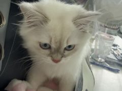 -博特宠物医院24h犬猫全科.骨科·异宠
