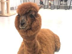 -Heymao猫咖.咖啡厅(东门店)
