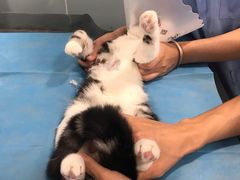 -纳吉亚猫专科动物医院·北北分院