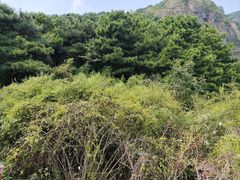 -燕塞湖鸟语林景区