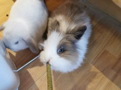 -猫猫幼稚园·撸猫·桌游·电玩