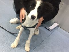 -伟伟宠物医院·CT影像中心·瑞派犬猫综合性门诊(汉口总院)