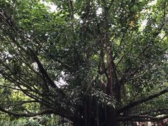 -呀诺达热带雨林