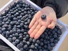 -东方鼎信农副产品交易中心