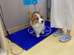 -芭比堂动物医院·犬猫全科·异宠专科(雁塔分院)