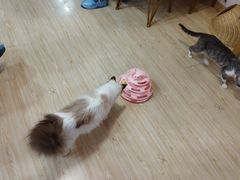 -Sweet cat·星愿猫咖(国贸大厦店)
