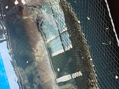 -蓝湾碧波·老字号·疍家非遗海上餐厅