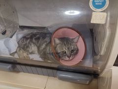 -瑞派宠物医院·CT影像中心·猫友好医院(奥城店)