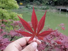 -铁山坪森林公园