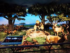 -国家自然博物馆