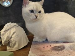 -猫猫幼稚园·撸猫·桌游·电玩
