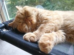 -猫和宫(六道口店)