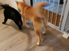 -浣熊柯尔鸭土拨鼠·电玩咖