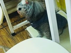 汪-志龙皇冠吃货椰子铺