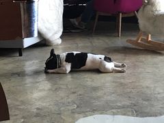 -陈有良尖椒鸡(渝中示范店)