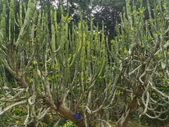 -中国科学院西双版纳热带植物园