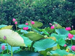 -池杉湖湿地公园