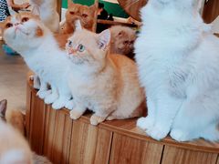 -飞行喵MR PILOT|猫舍·猫咖(静安大融城店)