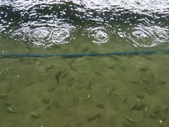 -会江钓鱼钓虾烧烤场