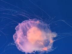-海合安青岛极地海洋公园