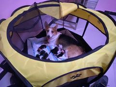 -宠颐生中康贝怡动物医院
