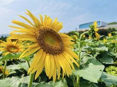 -君乐宝优致牧场