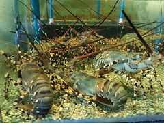 -Isla Sugbu Seafood City