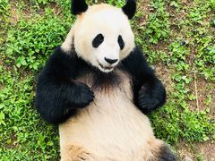 -都江堰中华大熊猫苑