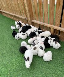 -萌宠亲子动物乐园(槐房万达店)