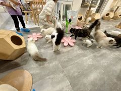 -楼上猫咖(罗湖店)