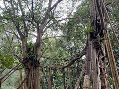 -中国科学院西双版纳热带植物园