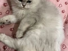 -宠颐生宠物医院·心肾内科·猫专科诊疗中心宠巢店